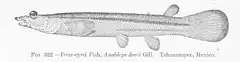 Description de l'image FMIB 51859 Four-eyed Fish, Anableps dovii Gill Tehuantepee, Mexico.jpeg.