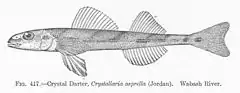 Description de l'image FMIB 51989 Crystal Darter, Crystallaria asprella (Jordan) Wabash River.jpeg.