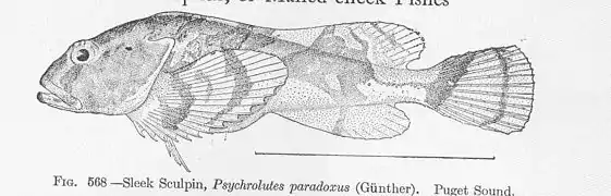 Psychrolutes paradoxus