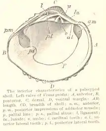 Représentation schématique des principales parties de l'intérieur d'une coquille de bivalve