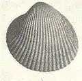 Coquille équivalve et inéquilatérale de Cardium