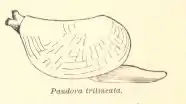 Pandora trillineata (Pandoridae)