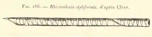 Rhizosolenia semispina(d'après Cleve)