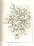 Calothrix confervicola (Rivulariaceae)