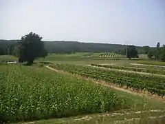 Entre Grignols and Casteljaloux, dans l'ouest.