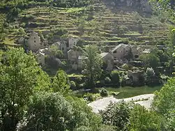 Les vignes en terrasses de Haute-Rive, commune de Sainte-Enimie, en Lozère.