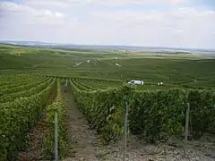 Le vignoble champenois à Cramant.