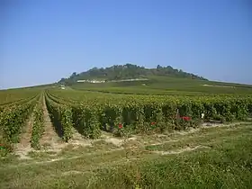 Le vignoble du mont Aimé à Bergères-lès-Vertus, vers le centre.