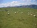 Moutons en estive (manech tête noire près de Saint-Jean-Pied-de-Port).