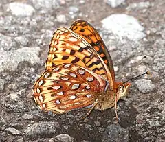 Speyeria hesperis