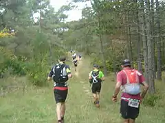 Traversée de forêts de pins sylvestres sur le causse Noir, sur le Marathon des Causses 2015