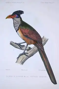 Description de l'image F de Castelnau-oiseauxPl6.jpg.