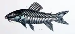 Description de l'image F de Castelnau-poissonsPl18 Hoplosternum littorale.jpg.
