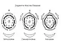 Diagramme floral des Fabaceae.