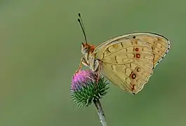 Revers de la forme cleodoxa, Turquie.