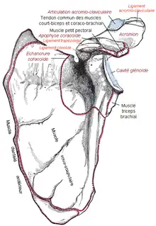 Insertion scapulaire du muscle petit pectoral