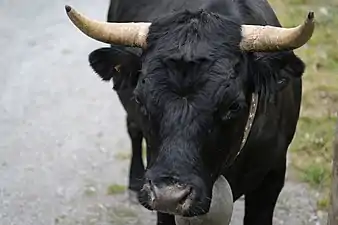 La tête d'une vache d'Hérens de face.