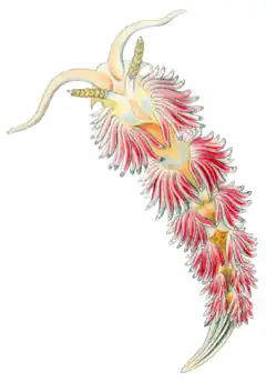 Facelina auriculata (Ernst Haeckel, KdN, 1904)