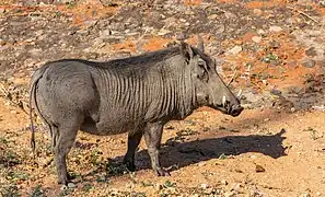 Un phacochère au Zimbabwe.