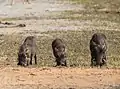 Phacochères sur les berges de la rivière Chobe.