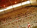 Ferme d'élevage intensif de poulets, (en) kfar Yehoshua