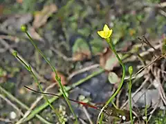 Description de l'image Fadenenzian (Cicendia filiformis) blossom@20170721 02.jpg.