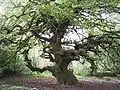 Dans un parc public à Lauenau (Allemagne)