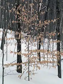 Hêtre à grandes feuilles à l'hiver