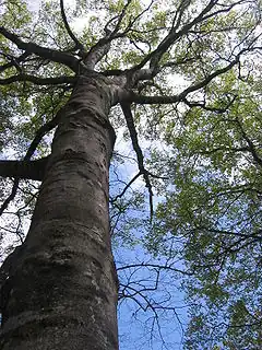 Photo couleur d'un tronc d'arbre gris foncé et de sa cime feuillue vue du dessous, sur fond de ciel bleu nuageux.