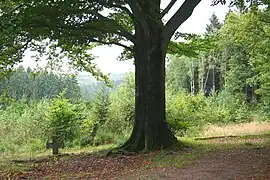 Le clawé fawe du hameau de Foyir à Jalhay.