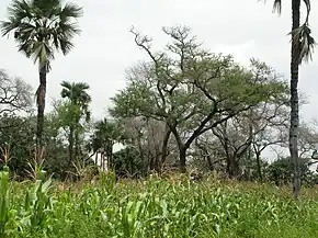 Acacia albida (au centre)