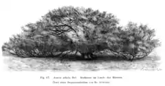 Description de l'image Faidherbia albida Taub67.png.