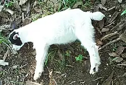 Chèvre tennessee couchée, paralysée par ses contractions.
