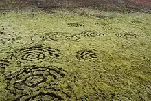 La photo montre des cercles esquissés sur un tapis d'herbes ou de lichen.