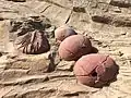Faux fossiles géants d'un trilobite et d'œufs de dinosaure à Dalian en Chine, en ciment peint et fibre de verre
