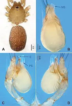 Description de l'image Falcileptoneta baegunsanensis (10.3897-zookeys.872.34594) Figure 1.jpg.