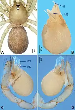 Description de l'image Falcileptoneta odaesanensis (10.3897-zookeys.872.34594) Figure 3.jpg.