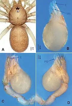 Description de l'image Falcileptoneta umyeonsanensis (10.3897-zookeys.872.34594) Figure 5.jpg.