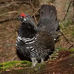 Tétras du Canada