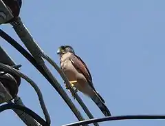 Falco araea, Seychelles Kestrel, katiti.