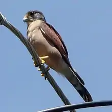 Petit rapace roux à tête grise perché sur du fil de fer barbelé