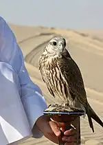 Photo d'un faucon, posé sur une main, le désert en arrière-plan