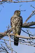 Faucon émerillon femelle ou immature (Falco columbarius)