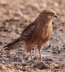 Rapace roux barré de brun posé sur un rocher dans un paysage aride