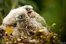 Photo de deux poussins dans un nid en branchettes