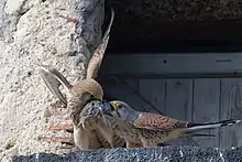 Photo d'un Faucon crécerelle mâle tendant dans son bec un campagnol mort à sa femelle
