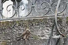 Photo d'un Faucon crécerelle posé sur une rambarde en pierre