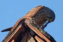 Photo d'un Faucon crécerelle posé sur le faîte d'un toit, tirant avec son bec sur la fourrure d'un animal hors du champ