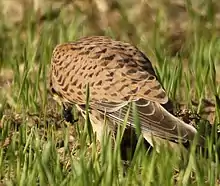 Faucon crécerelle posé dans l'herbe, vu de dos, en train de manger.