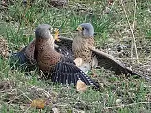 Photo de deux Faucons crécerelles mâles au sol en train de se battre, serres contre serres
